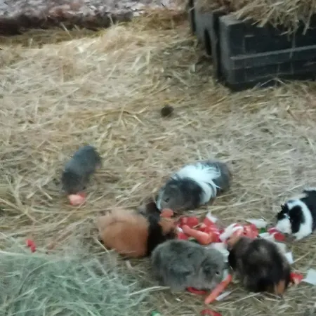 Kleine Ländliche Oase *