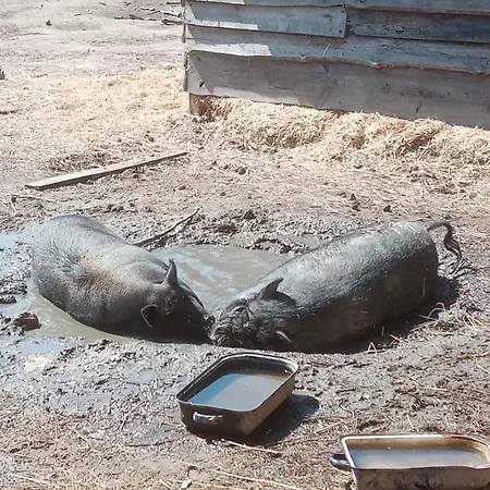 Kleine Ländliche Oase Apartment