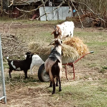 Kleine Ländliche Oase *