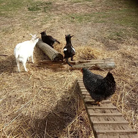 Kleine Ländliche Oase Eggesin